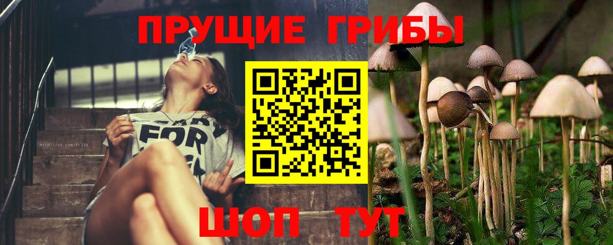 Видное  Псилоцибиновые грибы MAGIC MUSHROOMS  Вход с VPN  Псилоцибиновые грибы прущие грибы 